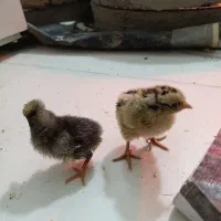 جوجه ده روزه گلین درجه یک