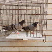 مفلق خرقه