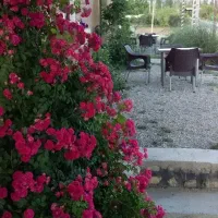 نیروی ابمیوه و بستنی