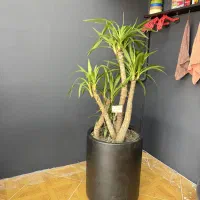 گیاه بوکا شمشیری