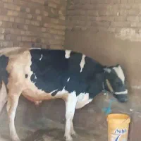 گوساله نر هلشتاین