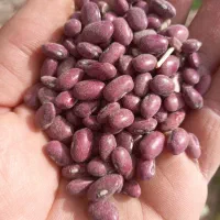 لوبیا بزر مادری بدون کوره وسبز