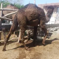 یه نفر شتر