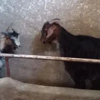بز و بزغاله