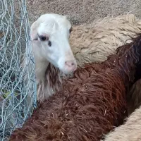 بره ماده