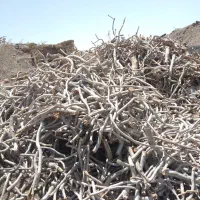 خرید چوب کنده پسته