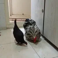 یکعدد خروس فقط معاوضه