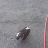 دوتا سده نر