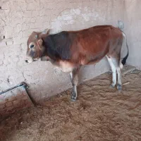 گوساله نر زرند