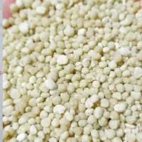 کودسیاه|گل و گیاه طبیعی|دهدشت, |دیوار