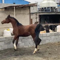 اسب عرب خالص ایرانی