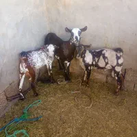 بز صلاله در سوسن گرد طرح آهویی