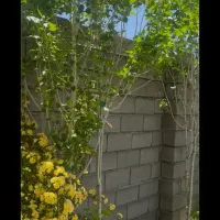 زمین|فروش زمین و ملک کلنگی|شیراز, کودیان|دیوار