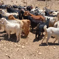 بزداشتی تمیز
