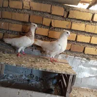 کبوتر