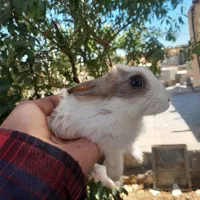 خرگوش بازیگوش