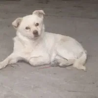 سگ پا کوتاه