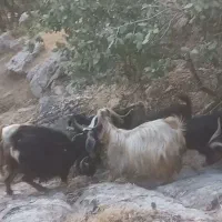بز داشتی