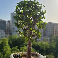 گل و گیاه طبیعی