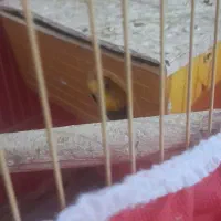 دوتامرغ عشق