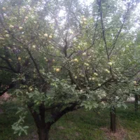 الوزردطلایی تازه چین