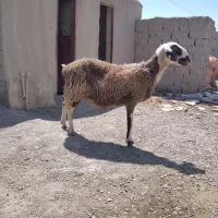 گوسفند مری