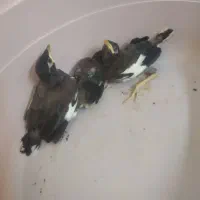 مرغ مینا
