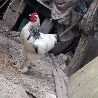 خروس برهما لایت فروش و معاوضه