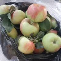 سیب بهاری