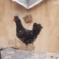 تخم مرغ گلین نطفه دار