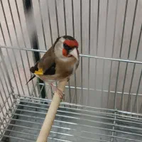 سهره چونه سفید چونه خطی سهره مست بخون