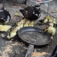جوجه اردک اسراییلی یک هفته ای