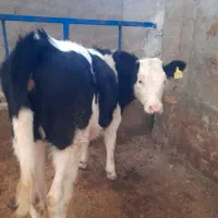 گاووگوساله خریدوفروش