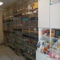 بورس انواع کاسکو ملنگو شاه طوطی ایران تخفیف ویژه