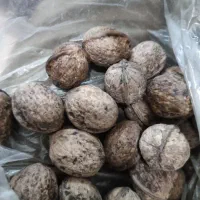 گردو شمال  با مغز روغنی