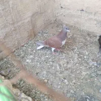 با سلام دو عدد کبوتر به فروش میرسد