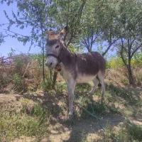 الاغ ماده گوسفندی