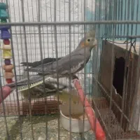 عروس‌هلندی