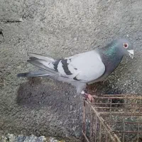 پلاکی چینی