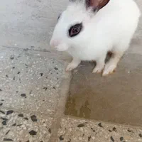 خرگوش