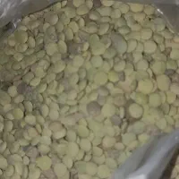 عدس تازه خوش پخت وطعم وبو