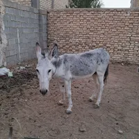 الاغ نر  جوان  .آرام اصیل وباری موقعیت استهبان|حیوانات مزرعه|شیراز, بازار|دیوار