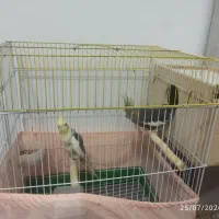 فروش عروس هلندی نر و ماده