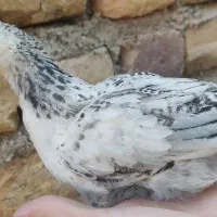 جوجه لاری و برهما