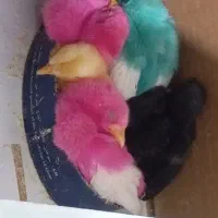 جوجه