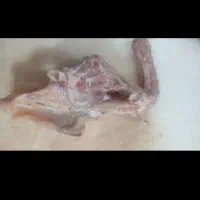 اسکلت مرغ