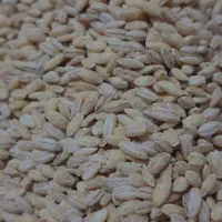 20کیلوجو