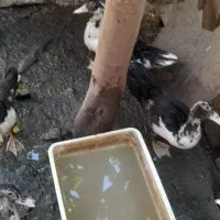 جوجه اوردک روسی یا پکنی