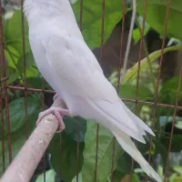 فروش چند عدد مرغ عشق جوجه و بالغ
