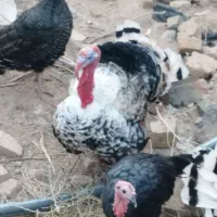 فروش بوقلمون